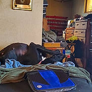 Sassy joined the competition — help win amazing prizes! bed, cabinetry, chest, chest_of_drawers, companion_dog, cupboard, dog_breed, drawer, dresser, filing_cabinet, guard_dog, liver, picture_frame, plastic, room