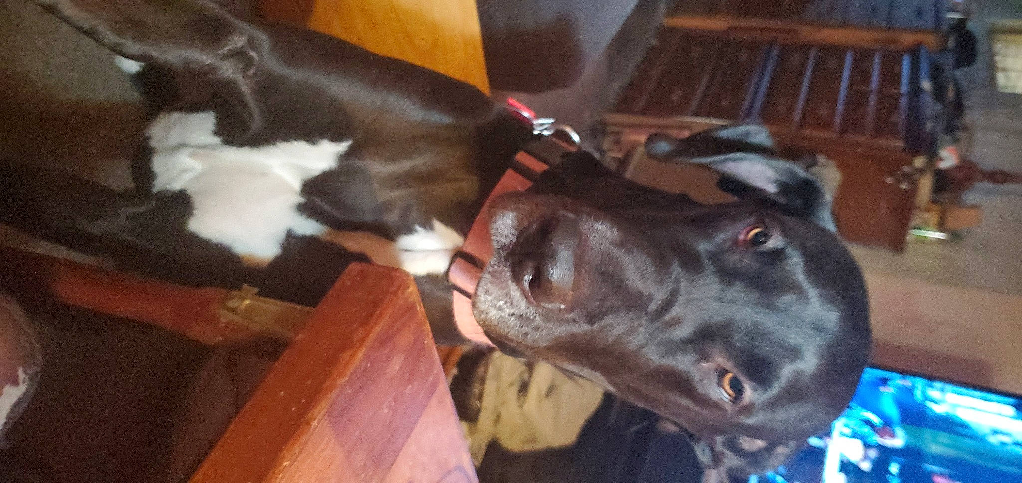 Sassy joined the competition — help win amazing prizes! canidae, carnivore, collar, companion_dog, dog, dog_breed, dog_collar, liver, mammal, pet_supply, snout, sporting_group, vertebrate, whiskers, wood_stain, working_animal, working_dog