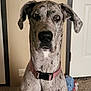 dog, great_dane, merle_coat, portrait, close_up, pink_collar, ears, eyes, nose, indoor, carpet, door, wall, electrical_outlet, household_item, pet, curious, sitting, attention, canine