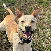 Bailey is registered to the contest to win money with this photo: animal, canine, cheerful, collar, dog, ears, fur, grass, happy, mouth, muzzle, nature, outdoor, pet, playful, smiling, sunlight, tag, tail, tongue