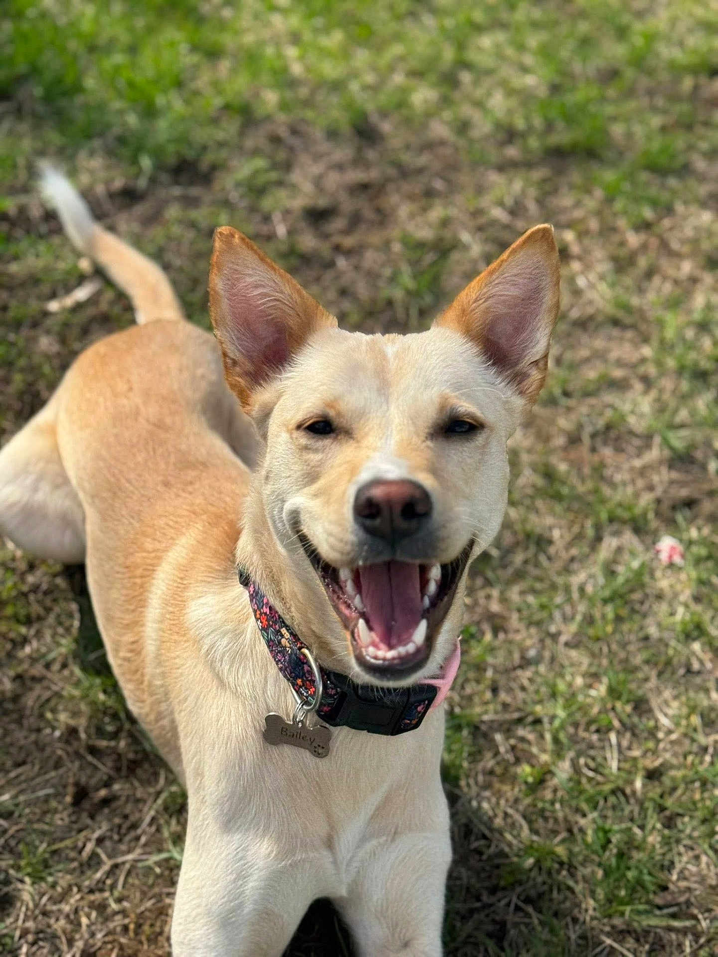 Bailey