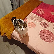 Pepper participe au concours pour gagner de l'argent avec cette photo : cat, tabby_cat, bed, blanket, throw, floor_tiles, curtains, indoor, pet, animal, feline, looking_up, patterned_bedding, home, cozy, fur, whiskers, ears, tail, curious