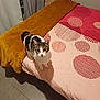 cat, tabby_cat, bed, blanket, throw, floor_tiles, curtains, indoor, pet, animal, feline, looking_up, patterned_bedding, home, cozy, fur, whiskers, ears, tail, curious