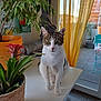 Pepper a rejoint le concours — aidez-le/la à gagner de superbes lots ! cat, tabby_cat, houseplant, table, indoor, green_eyes, curious, white_table, potted_plant, flower, yellow_curtains, balcony, sunlight, tile_floor, domestic_animal, pet, feline, leafy_plant, cozy_room, window