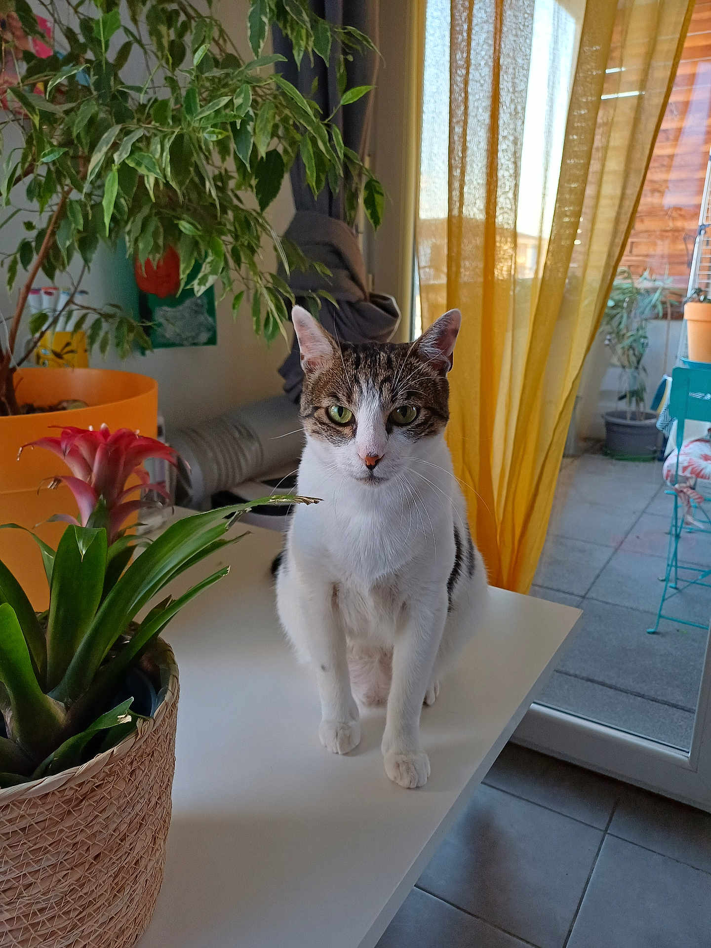 Pepper a rejoint le concours — aidez-le/la à gagner de superbes lots ! cat, tabby_cat, houseplant, table, indoor, green_eyes, curious, white_table, potted_plant, flower, yellow_curtains, balcony, sunlight, tile_floor, domestic_animal, pet, feline, leafy_plant, cozy_room, window