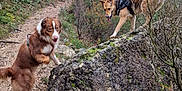 Thao a rejoint le concours — aidez-le/la à gagner de superbes lots ! dog, forest, rock, trail, nature, outdoor, greenery, moss, path, tree, animal, pet, hiking, adventure, canine, walking, fur, wild, playful, scenery