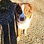 Thao a rejoint le concours — aidez-le/la à gagner de superbes lots ! dog, outdoor, gravel, sunlight, shadow, brown, white, animal, pet, nature, daylight, canine, fur, walking_path, looking_up, ears, snout, eyes, standing, ground