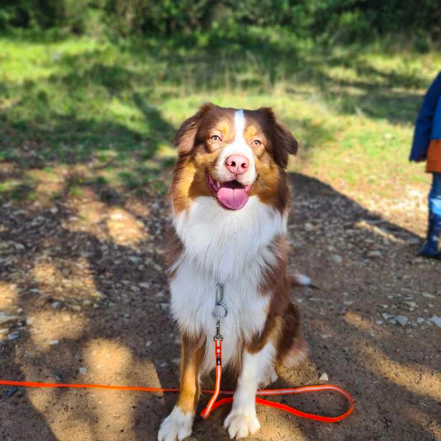 Thao participe au concours pour gagner de l'argent avec cette photo : dog, animal, pet, leash, outdoor, sunlight, grass, dirt, happy, tongue_out, brown, white, fur, sitting, nature, person_partial, shadow, path, collar, playful