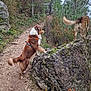 Thao participe au concours pour gagner de l'argent avec cette photo : dog, outdoor, forest, trail, rock, moss, nature, animal, hiking, path, tree, greenery, pet, canine, fur, adventure, exploration, walking, wildlife, daytime