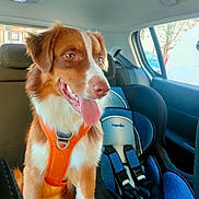 Thao a rejoint le concours — aidez-le/la à gagner de superbes lots ! dog, canine, pet, car, car_interior, dog_harness, orange_harness, child_car_seat, blue_car_seat, window, seatbelt, backseat, animal, mammal, tongue_out, happy, sitting, daylight, vehicle, domestic_animal