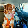 animal, backseat, blue_car_seat, canine, car, car_interior, child_car_seat, daylight, dog, dog_harness, domestic_animal, happy, mammal, orange_harness, pet, seatbelt, sitting, tongue_out, vehicle, window
