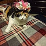 Waverley is registered to the contest to win money with this photo: animal, bedroom, calico, cat, cozy, cute, domestic_cat, ears, face, feathers, fur, furniture, hat, indoor, lying_down, pet, plaid_blanket, resting, whiskers, wood_paneling