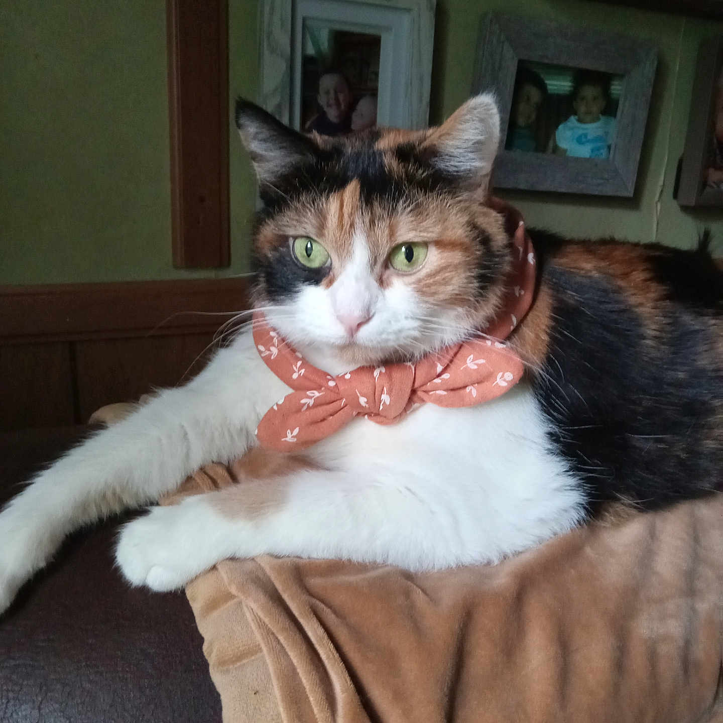 Waverley joined the competition — help win amazing prizes! animal, blanket, calico, cat, comfort, couch, cozy, cute, decor, feline, fur, green_eyes, home, indoor, mammal, pet, portrait, relaxed, resting, scarf