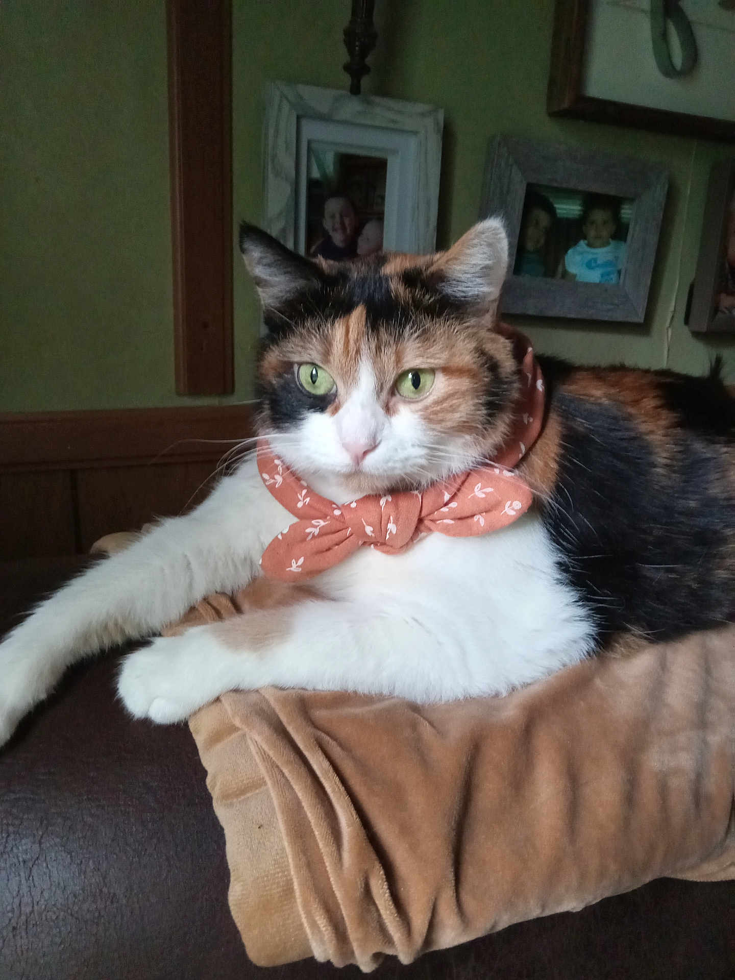 Waverley joined the competition — help win amazing prizes! animal, blanket, calico, cat, comfort, couch, cozy, cute, decor, feline, fur, green_eyes, home, indoor, mammal, pet, portrait, relaxed, resting, scarf