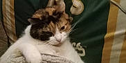 Waverley joined the competition — help win amazing prizes! animal, blanket, calico, cat, comfort, cozy, cute, domestic, feline, fur, home, indoor, laying, pet, pillow, relaxed, resting, sleepy, soft, whiskers