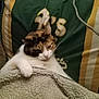 animal, blanket, calico, cat, comfort, cozy, cute, domestic, feline, fur, home, indoor, laying, pet, pillow, relaxed, resting, sleepy, soft, whiskers