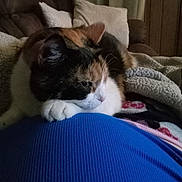 Waverley is registered to the contest to win money with this photo: animal, blanket, calico_cat, cat, close_up, comfort, couch, cozy, domestic, feline, fur, indoor, mammal, pet, pillow, quiet, relaxed, resting, soft_texture, warm_lighting