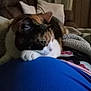 animal, blanket, calico_cat, cat, close_up, comfort, couch, cozy, domestic, feline, fur, indoor, mammal, pet, pillow, quiet, relaxed, resting, soft_texture, warm_lighting