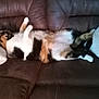 animal, belly_up, black, calico, cat, couch, cozy, feline, fur, home, indoor, leather, orange, pet, pillow, relaxed, resting, sleeping, sprawled, white