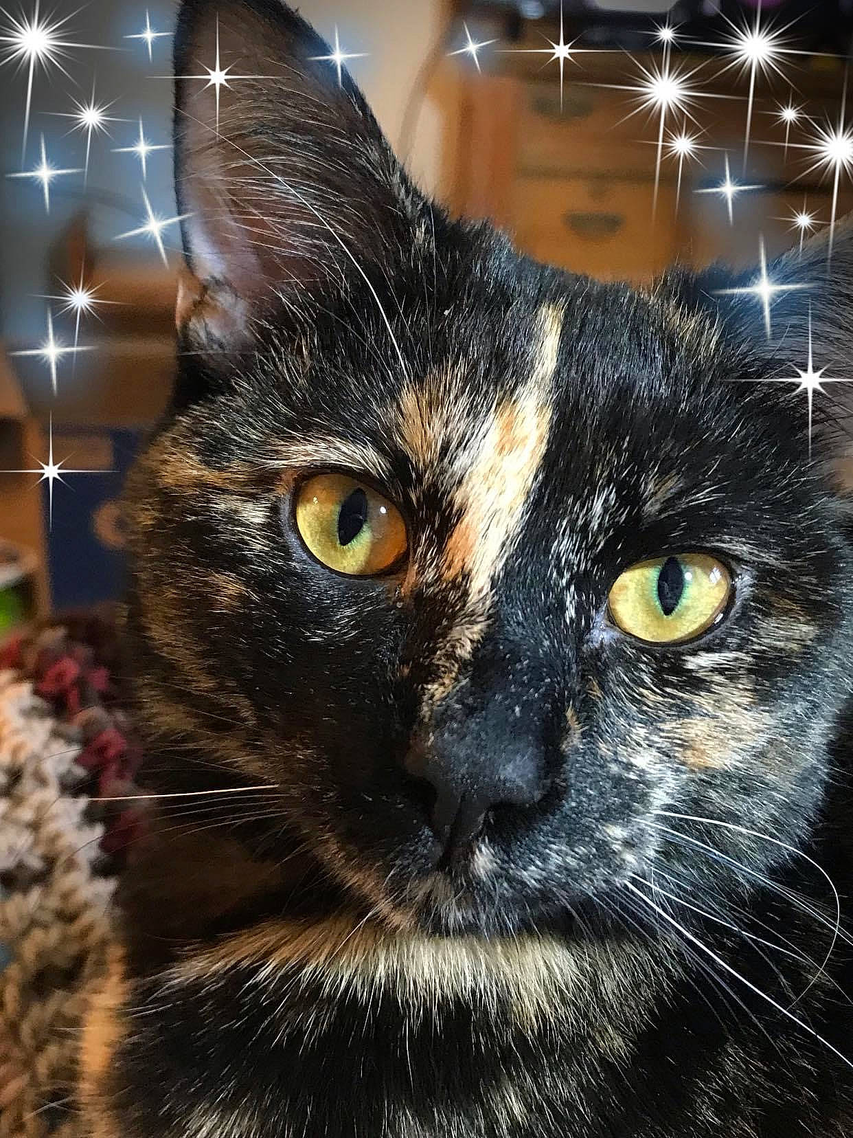 Elsé is registered to the contest to win money with this photo: art, black_cat, carnivore, cat, domestic_short_haired_cat, ear, eye, felidae, fur, head, iris, light, sky, small_to_medium_sized_cats, snout, terrestrial_animal, whiskers, wildlife, window