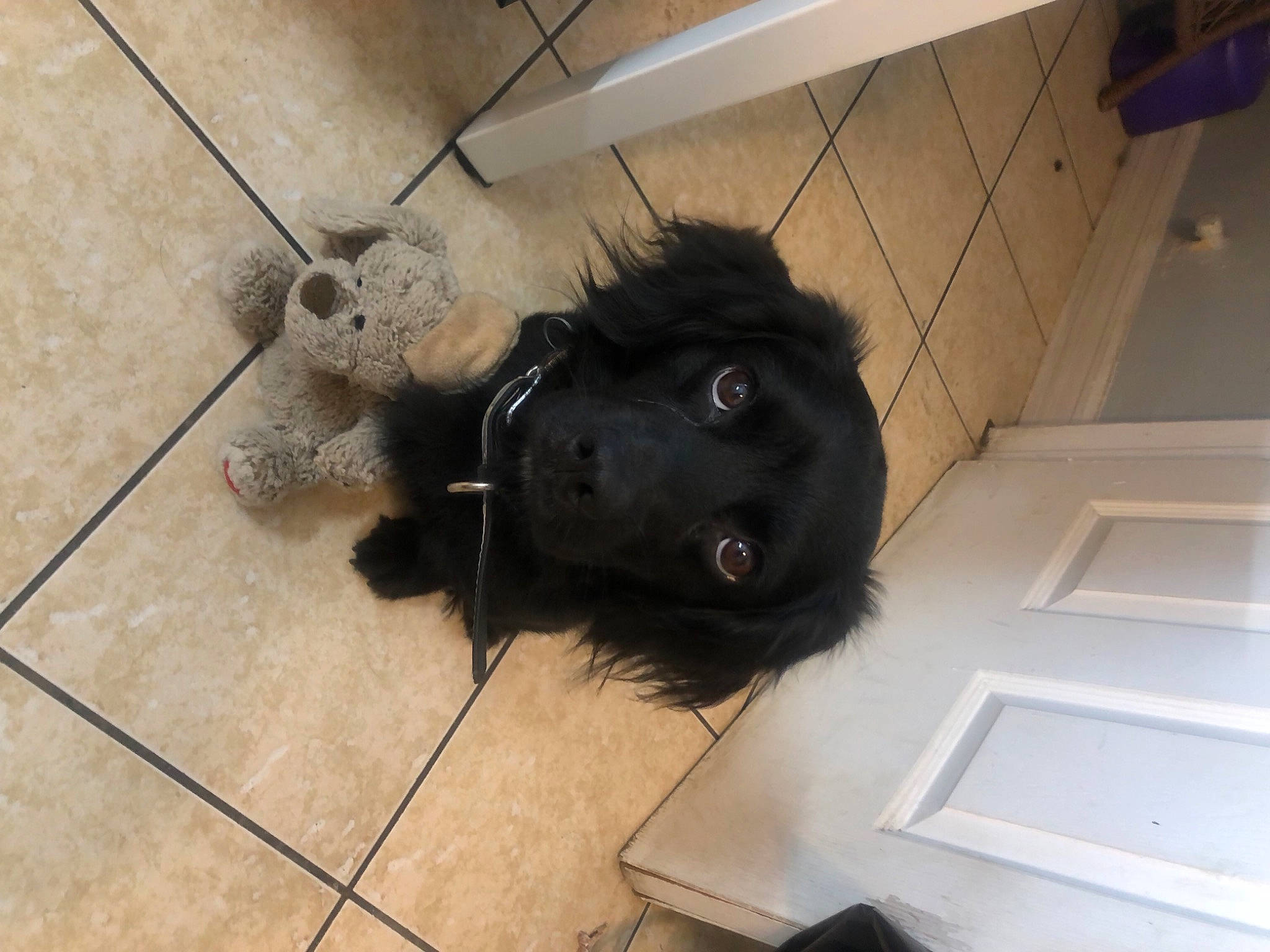 Blacky is registered to the contest to win money with this photo: borador, canidae, carnivore, collar, companion_dog, dog, dog_breed, floor, flooring, fur, hardwood, liver, non_sporting_group, sporting_group, tail, tile, tile_flooring, whiskers, wood, working_animal