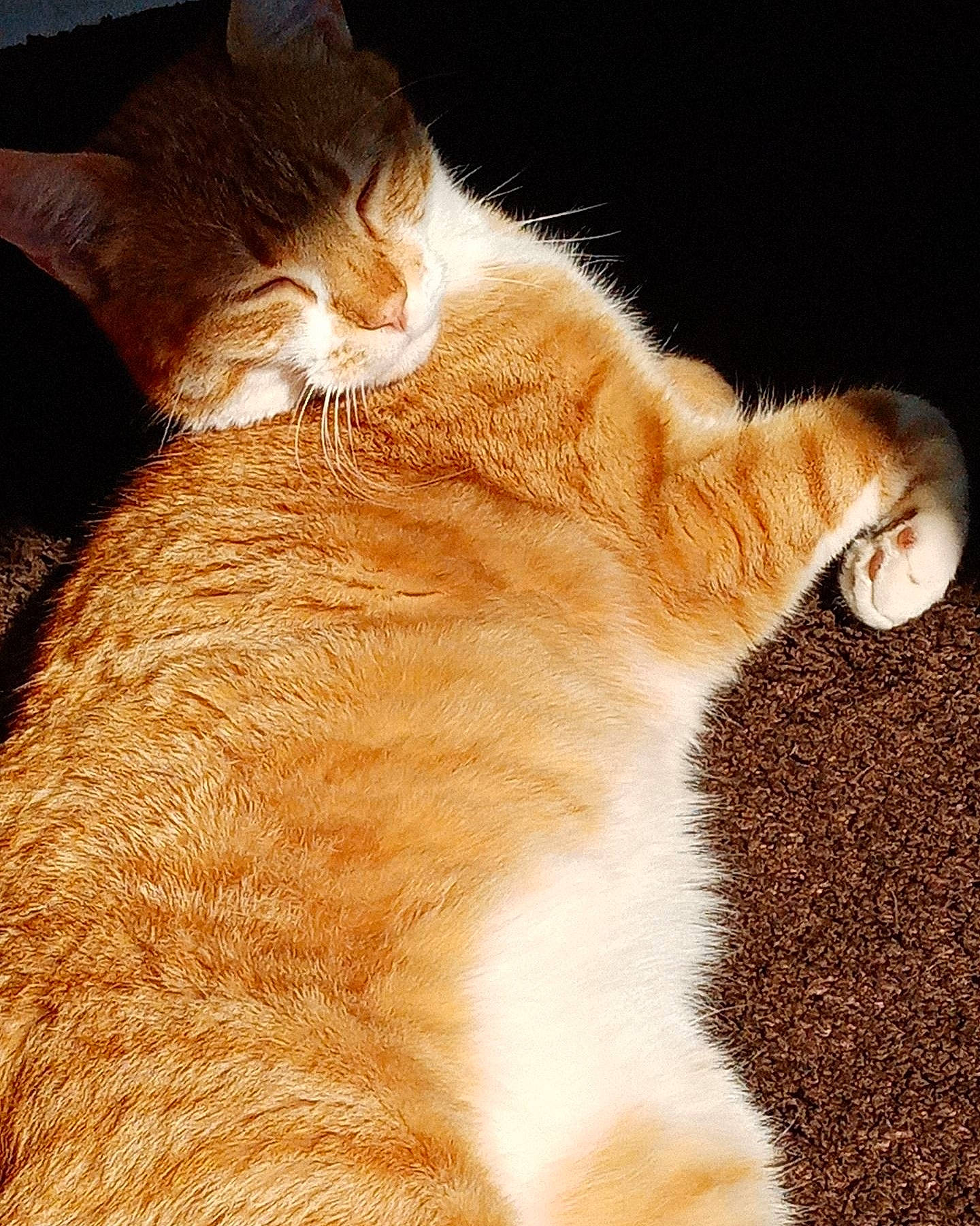 Oli a rejoint le concours — aidez-le/la à gagner de superbes lots ! carnivore, cat, claw, close_up, domestic_short_haired_cat, fawn, felidae, foot, fur, gesture, human_leg, leg, mammal, paw, sand, small_to_medium_sized_cats, snout, tail, whiskers, wood