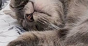 Réglisse Et Prosper participe au concours pour gagner de l'argent avec cette photo : animal, bed, blanket, cat, closeup, cozy, cute, feline, fur, indoor, nose, paw, peaceful, pet, relaxed, resting, sleeping, soft, tabby, whiskers