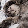 animal, bed, blanket, cat, closeup, cozy, cute, feline, fur, indoor, nose, paw, peaceful, pet, relaxed, resting, sleeping, soft, tabby, whiskers