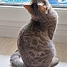 Réglisse Et Prosper participe au concours pour gagner de l'argent avec cette photo : animal, blue_pattern, cat, domestic_cat, ears, feline, floor, fur, glass_door, gray_cat, indoor, looking_up, mat, pet, side_view, sitting, tail, whiskers, window, wooden_floor