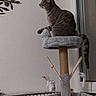 Réglisse Et Prosper a rejoint le concours — aidez-le/la à gagner de superbes lots ! cat, cat_tree, cozy, feline, fur, home, indoor, looking, perched, pet, radiator, relaxed, scratching_post, sitting, tabby_cat, tail, toy_mouse, wall_decoration, whiskers, window