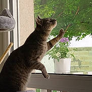 Réglisse Et Prosper participe au concours pour gagner de l'argent avec cette photo : background, cat, cat_tree, curious, domestic_animal, feline, flower, greenery, home, indoor, light, nature, paw, pet, plant, reaching, relaxing, sill, tabby, window