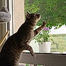 background, cat, cat_tree, curious, domestic_animal, feline, flower, greenery, home, indoor, light, nature, paw, pet, plant, reaching, relaxing, sill, tabby, window