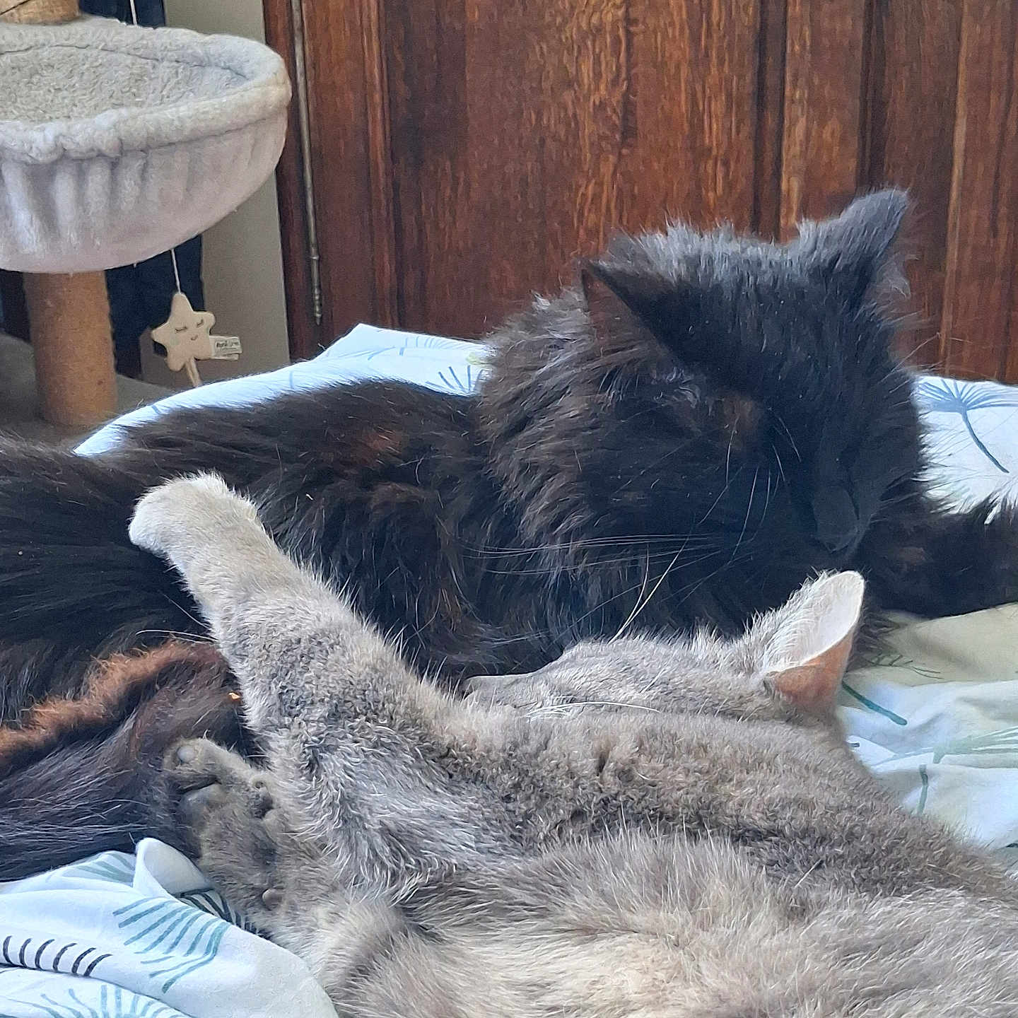 Réglisse Et Prosper participe au concours pour gagner de l'argent avec cette photo : animal, bed, black_cat, cat, cat_tree, closeup, cozy, cute, domestic_cat, feline, fur, furniture, gray_cat, indoor, nap, paw, pet, resting, sleeping, wardrobe