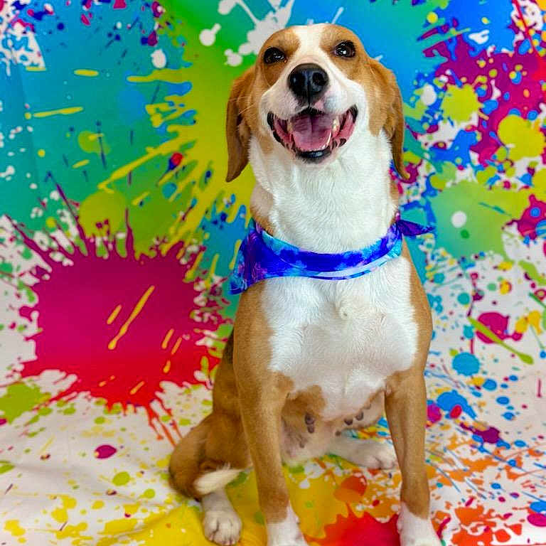 Penny joined the competition — help win amazing prizes! accessories, animal, beagle, boxer, canine, dog, face, head, hound, indoors, interiordesign, leash, person, pet, photography, portrait, puppy, purple, strap, sunglasses