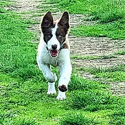 Fili a rejoint le concours — aidez-le/la à gagner de superbes lots ! dog, running, grass, path, outdoor, animal, pet, happy, energetic, ears_up, nature, greenery, daylight, canine, motion, playful, fur, muzzle, snout, walking