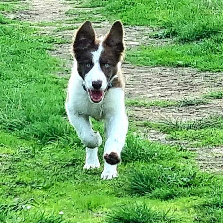 Fili a rejoint le concours — aidez-le/la à gagner de superbes lots ! animal, canine, daylight, dog, ears_up, energetic, fur, grass, greenery, happy, motion, muzzle, nature, outdoor, path, pet, playful, running, snout, walking