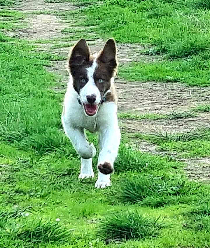 Fili a rejoint le concours — aidez-le/la à gagner de superbes lots ! dog, running, grass, path, outdoor, animal, pet, happy, energetic, ears_up, nature, greenery, daylight, canine, motion, playful, fur, muzzle, snout, walking