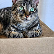 Vako participe au concours pour gagner de l'argent avec cette photo : alert, animal, cardboard_box, cat, closeup, curious, cute, domestic_cat, ears, feline, fur, green_eyes, indoor, mammal, pet, portrait, resting, sitting, tabby, whiskers