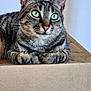 alert, animal, cardboard_box, cat, closeup, curious, cute, domestic_cat, ears, feline, fur, green_eyes, indoor, mammal, pet, portrait, resting, sitting, tabby, whiskers