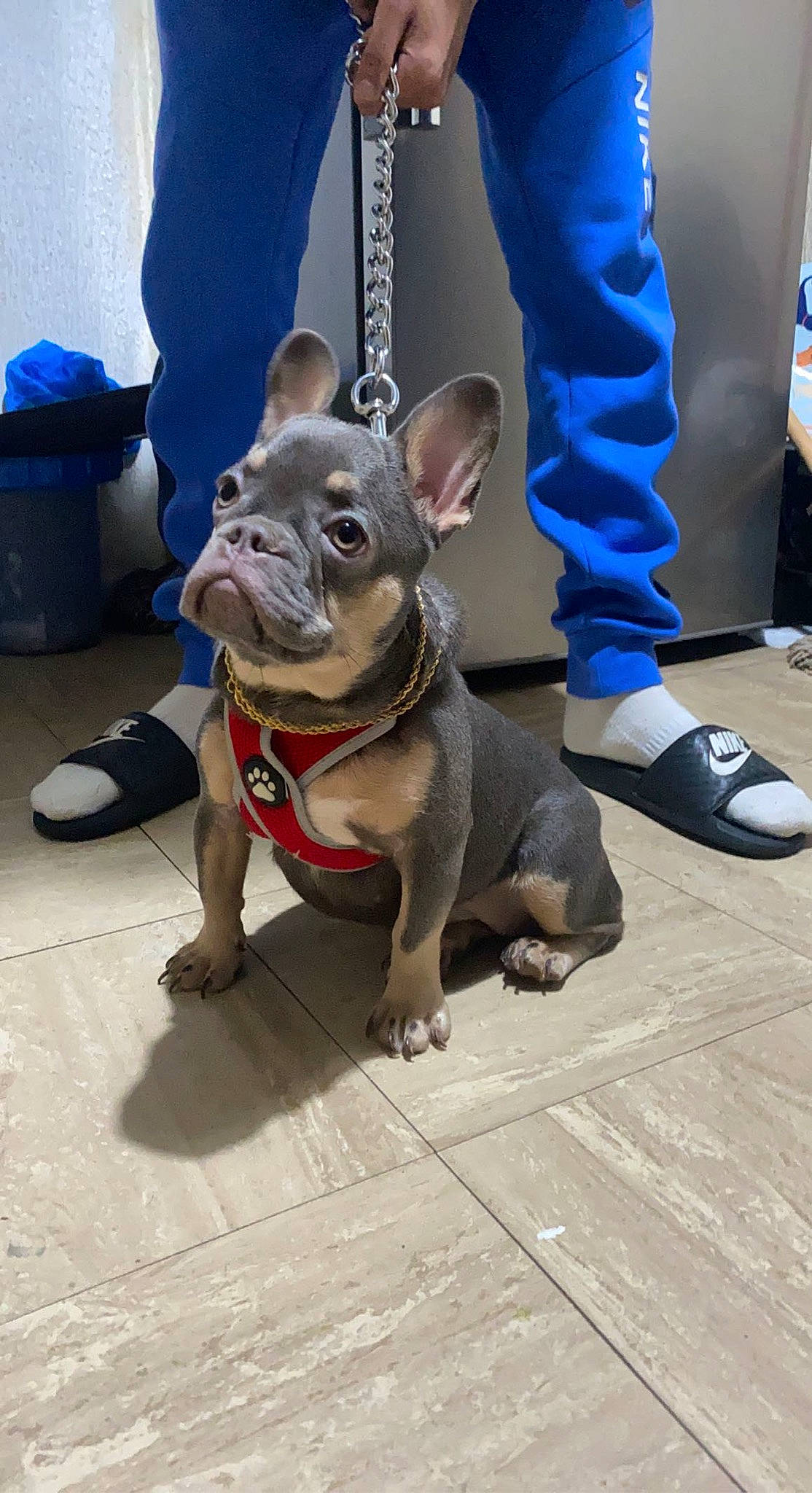 Dior joined the competition — help win amazing prizes! blue, canidae, carnivore, collar, companion_dog, dog, dog_breed, dog_collar, electric_blue, fashion_accessory, fawn, flooring, grey, human_leg, leash, pet_supply, snout, sporting_group, toy_dog, working_animal