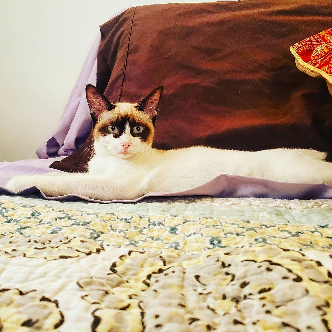Margot is registered to the contest to win money with this photo: asian, bed, bed_sheet, blanket, carnivore, cat, felidae, fur, furniture, kitten, linens, small_to_medium_sized_cats, snowshoe, textile, whiskers