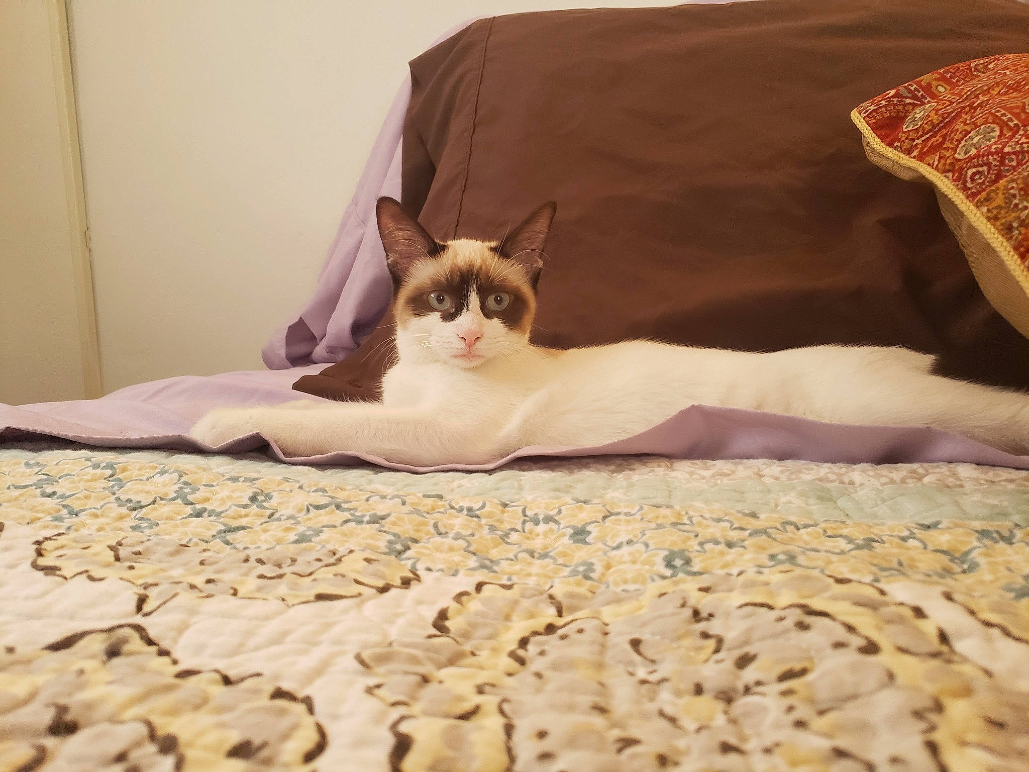 Margot joined the competition — help win amazing prizes! bed, bed_sheet, bedding, blanket, canidae, carnivore, cat, comfort, fawn, felidae, fur, furniture, kitten, linens, small_to_medium_sized_cats, snowshoe, tail, textile, whiskers