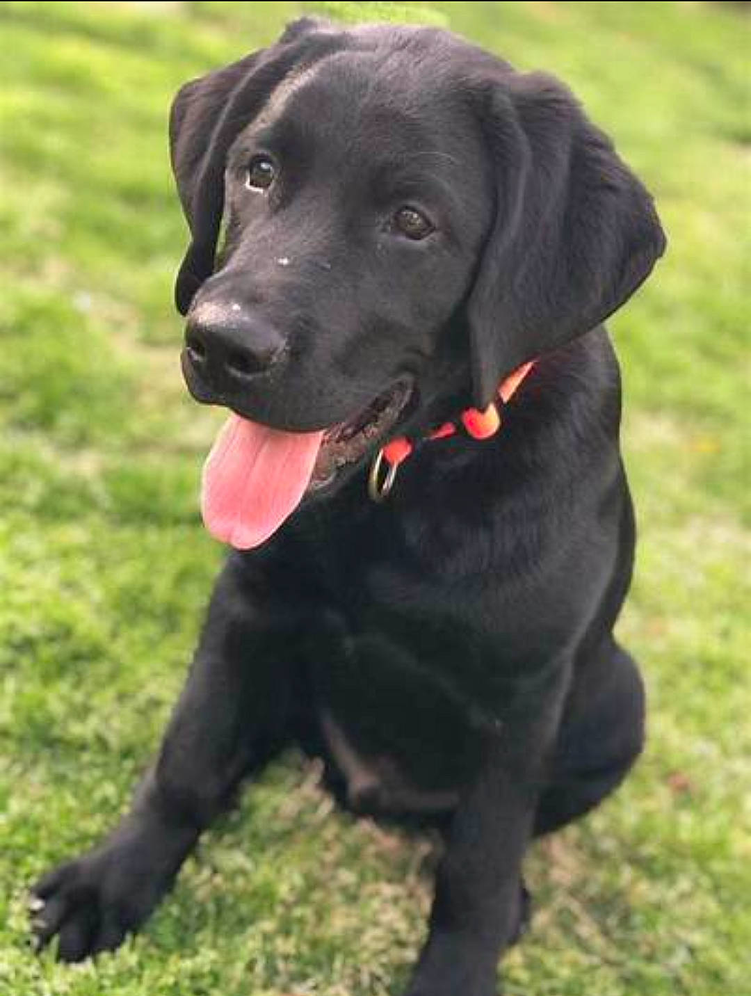 Riley is registered to the contest to win money with this photo: borador, carnivore, collar, companion_dog, dog, dog_breed, dog_collar, grass, gun_dog, hunting_dog, liver, plant, pointing_breed, retriever, snout, sporting_group, whiskers, working_animal