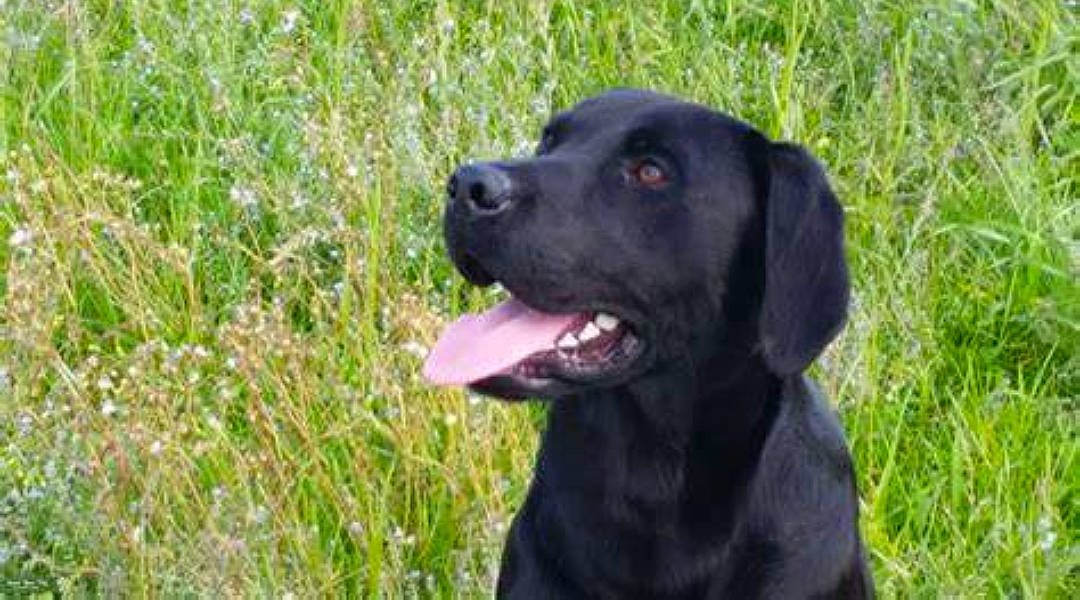 Riley is registered to the contest to win money with this photo: borador, canidae, carnivore, collar, companion_dog, dog, dog_breed, dog_collar, event, fur, grass, gun_dog, herbaceous_plant, plant, retriever, sporting_group, terrestrial_animal, whiskers, working_animal, working_dog