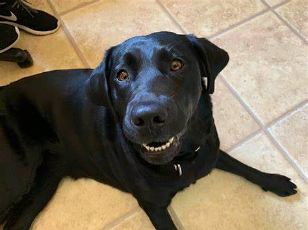 Riley is registered to the contest to win money with this photo: borador, canidae, carnivore, collar, companion_dog, dog, dog_breed, dog_collar, flooring, fur, gun_dog, hunting_dog, liver, outdoor_shoe, retriever, sporting_group, working_animal, working_dog