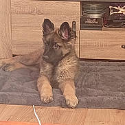 Aiko a rejoint le concours — aidez-le/la à gagner de superbes lots ! dog, puppy, indoor, mat, floor, wooden_floor, wooden_furniture, living_room, pet, fur, ears, curious, relaxed, cozy, carpet, table, card, soft, brown, cute