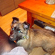 Aiko a rejoint le concours — aidez-le/la à gagner de superbes lots ! black_fur, blanket, brown_fur, canine, collar, container, curious, dog, domestic, flooring, furniture, glasses, household, indoor, looking_up, pet, puppy, table, wooden_floor, young_dog