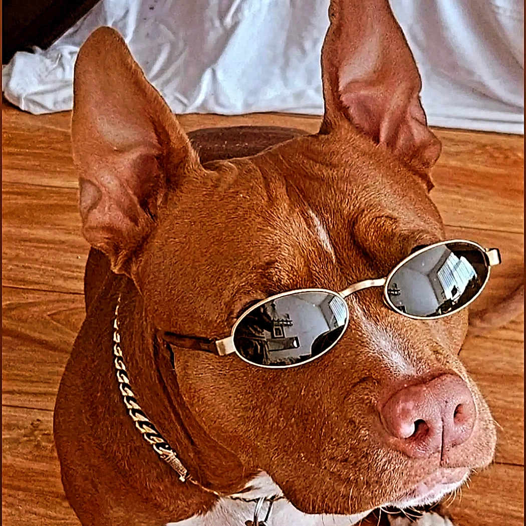Nala is registered to the contest to win money with this photo: accessory, animal, brown_dog, canine, chain_collar, close_up, cool, cute, dog, domestic_animal, fashion, indoor, pet, pet_accessory, pink_nose, portrait, sitting, sunglasses, white_chest, wooden_floor
