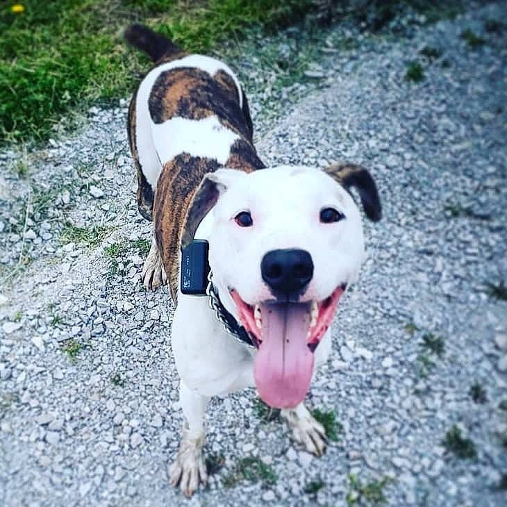 Marv joined the competition — help win amazing prizes! adventure, american_bulldog, american_pit_bull_terrier, american_staffordshire_terrier, canidae, carnivore, catahoula_bulldog, companion_dog, dog, dog_breed, fawn, mammal, non_sporting_group, pit_bull, rare_breed_dog, snout, sporting_group, staffordshire_bull_terrier, valley_bulldog, vertebrate