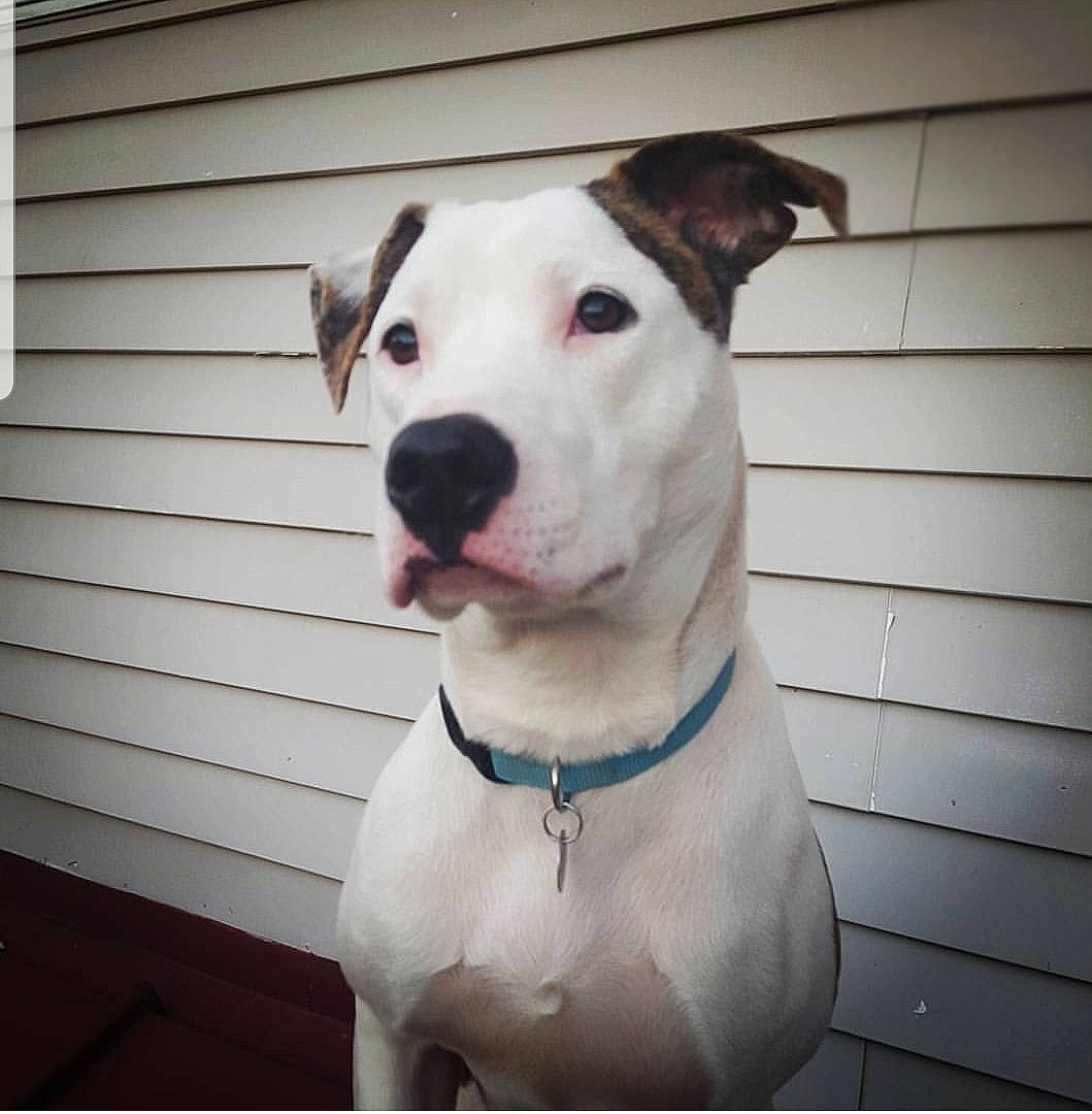 Marv joined the competition — help win amazing prizes! american_bulldog, american_pit_bull_terrier, american_staffordshire_terrier, bull_and_terrier, bully_kutta, canidae, carnivore, dog, dog_breed, dogo_argentino, dogo_guatemalteco, fawn, mammal, non_sporting_group, nose, old_english_terrier, pit_bull, rare_breed_dog, snout, vertebrate